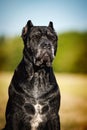 Dog Cane Corso