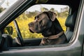 A dog of the Cane Corso breed sits behind the wheel of a car Royalty Free Stock Photo