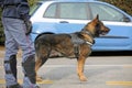 Dog Canine Unit of the police for the detection of explosive mat Royalty Free Stock Photo