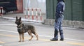 Dog Canine Unit of the police during the inspection of the area Royalty Free Stock Photo