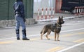 Dog Canine Unit of the police during the inspection of the area Royalty Free Stock Photo