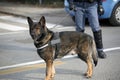 Dog Canine Unit of the police and a police officer in uniform du