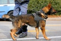 Dog Canine Unit of the police and a policeman Royalty Free Stock Photo