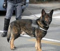 Dog Canine Unit of the police and a policeman Royalty Free Stock Photo