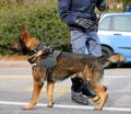 Dog Canine Unit of the police to identify the explosives Royalty Free Stock Photo