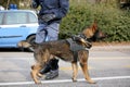 Dog Canine Unit of the police to identify the explosives during Royalty Free Stock Photo