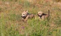 Dog, Canis familiaris. Puppies playing in the meadow Royalty Free Stock Photo