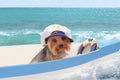 A dog in a captain`s cap sits in a boat against the sea. Royalty Free Stock Photo
