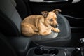 Dog in a car - pet transportation safety