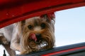 The dog in a car Royalty Free Stock Photo
