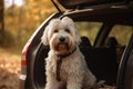 Dog car back forest. Generate Ai Royalty Free Stock Photo