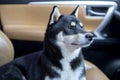 Dog on car. A dog of the breed shiba inu sits seat in the car. Shiba Inu dog in car. Japanese dog black color