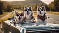 dog in car A humorous image of a Malamute puppy and adult wearing oversized sunglasses and bandanas,