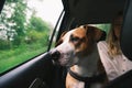 Dog in the car looking at the window, rainy weather