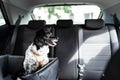 Dog In Car Seat With Safe Belt