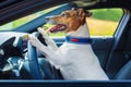 Dog car steering wheel Royalty Free Stock Photo