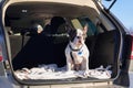 Dog in the car trunk