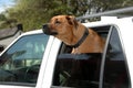 Dog through car window