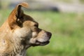 Stray dog of caramel color staring into the distance Royalty Free Stock Photo