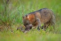 Dog with carcass. Crab-eating fox, Cerdocyon thous, forest fox, wood fox or Maikong. Wild dog in nature habitat. Face evening port Royalty Free Stock Photo