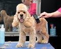 dog care. a girl takes care of an American cocker spaniel on a grooming table Royalty Free Stock Photo