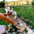Dog care, Siberian Husky sheds, the owner of the dog combs the old fur, the work is done on the street