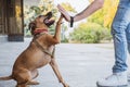 Funny and cheerful dog doing `high five` with the owner.