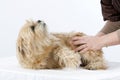 Dog and caresses