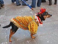 Dog in Carnival Costume Royalty Free Stock Photo