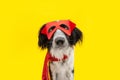 Dog carnival or halloween dressed as a hero with red cape and mask. on yellow background