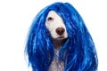 DOG CARNIVAL OR NEW YEAR COSTUME. TERRIER WEARING A BLUE WIG DISGUISE. ISOLATED ON WHITE BACKGROUND