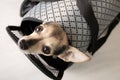 Dog carrier, travel bag for small animals, cute pet sitting in airplane crate Royalty Free Stock Photo