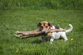 The dog carries firewood through the meadow Royalty Free Stock Photo