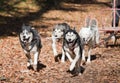 Dog-carting Royalty Free Stock Photo