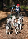 Dog-carting Royalty Free Stock Photo