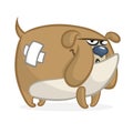 Cartoon angry and funny bulldog illustration