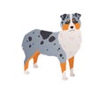 Dog cartoon illustration. Australian Shepherd colored flat vector on white background. Beautiful herding dog with blue eyes and