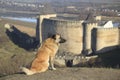 Dog at Castle