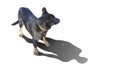 The dog casts the shadow of a man. Animal protection. Homeless dog. Concept for social advertising. Isolated background. Royalty Free Stock Photo