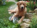 Perro y gato 