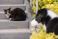 Dog and cat Royalty Free Stock Photo