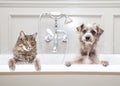Dog and Cat in Bathtub Together Royalty Free Stock Photo