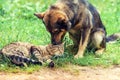Dog and cat best friends Royalty Free Stock Photo