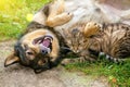 Dog and cat are best friends Royalty Free Stock Photo