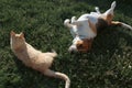 Dog and cat best friends playing together outdoor. Lying on the back together Royalty Free Stock Photo