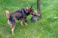 Dog and cat best friends playing together outdoors Royalty Free Stock Photo