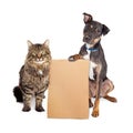 Dog and Cat With Blank Cardboard Sign Royalty Free Stock Photo