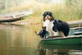 Dog and cat in a boat on the lake in autumn. Friendly pets in nature. Royalty Free Stock Photo