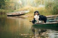Dog and cat in a boat on the lake in autumn. Friendly pets in nature.