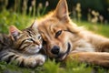 Dog and cat contentedly rest together on the lush green grass